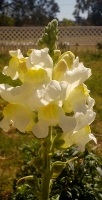 free photos of Antirrhinum majus flowers