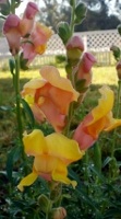 free photos of Antirrhinum majus flowers