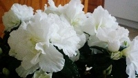 photos of Azaleas flowers