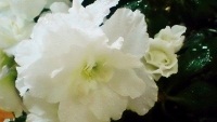 photos of Azaleas flowers