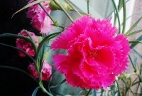 free photos of Carnations flowers