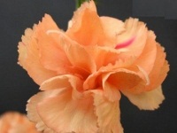 free photos of Carnations flowers