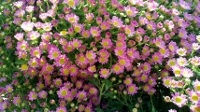 free photos of Chrysanthemum flowers