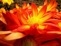 free photos of Chrysanthemum flowers