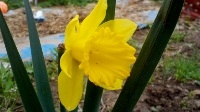 free photos of mount hood daffodil flowers