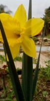 free photos of mount hood daffodil flowers