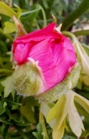 free photos of French Peony Ranunculus flowers
