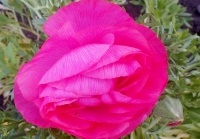 free photos of French Peony Ranunculus flowers