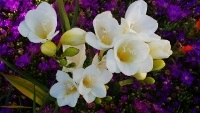 free photos of Freesia flowers