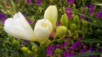 free photos of Freesia flowers