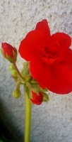 free photos of Geranium flowers