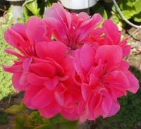free photos of Geranium flowers