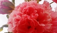 free photos of hollyhock flowers