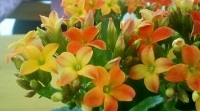 free photos of Kalanchoe flowers