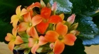 free photos of Kalanchoe flowers