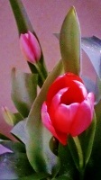 free photos of tulips flowers