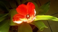 free photos of tulips flowers