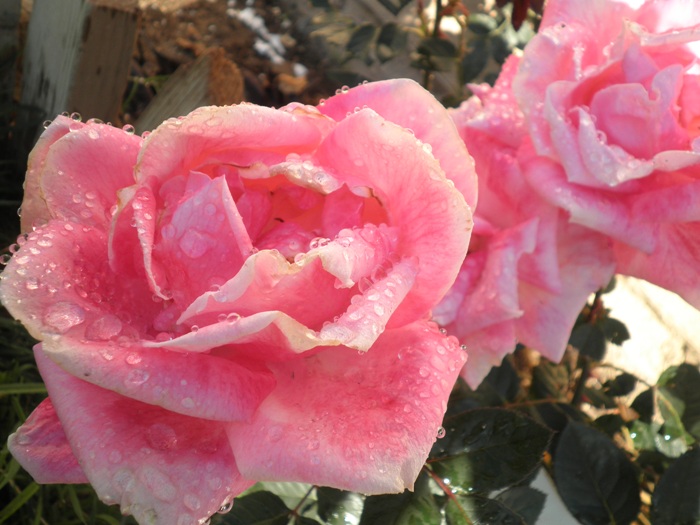 photos of pink rose flower